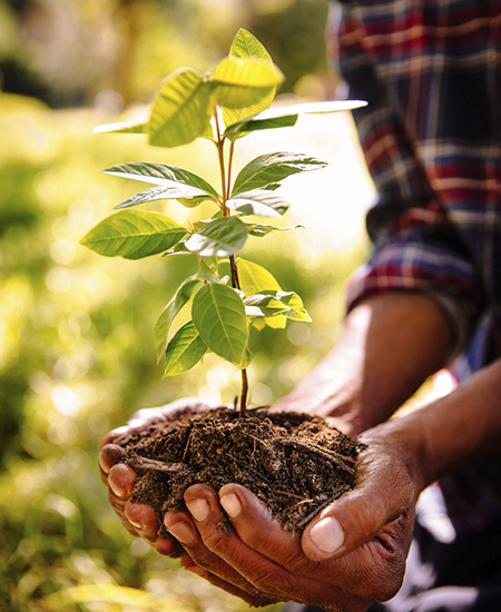 Hands full of fresh soil to plant a new sapling