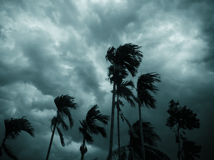 Palm Trees